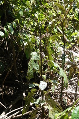 Solanum semiarmatum