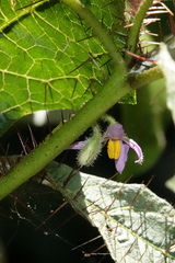 Solanum semiarmatum