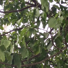 Melicoccus bijugatus