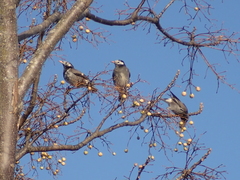 Spodiopsar cineraceus