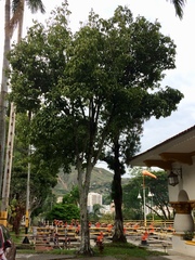 Melicoccus bijugatus