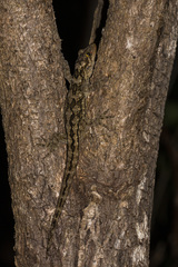 Hoplodactylus duvaucelii