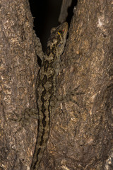 Hoplodactylus duvaucelii