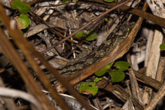 Hoplodactylus duvaucelii