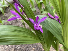 Bletilla