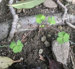 Oxalis