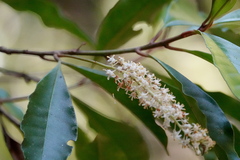 Quintinia verdonii