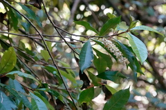 Quintinia verdonii