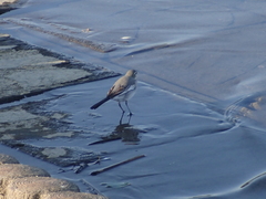 Motacilla alba lugens