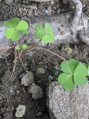 Oxalis