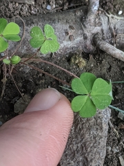 Oxalis