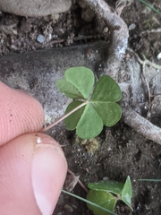Oxalis