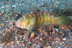 Green Razorfish photo 3