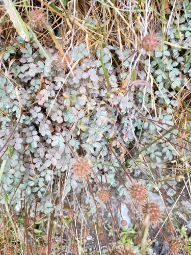 Acaena caesiiglauca (Acaena caesiiglauca)
