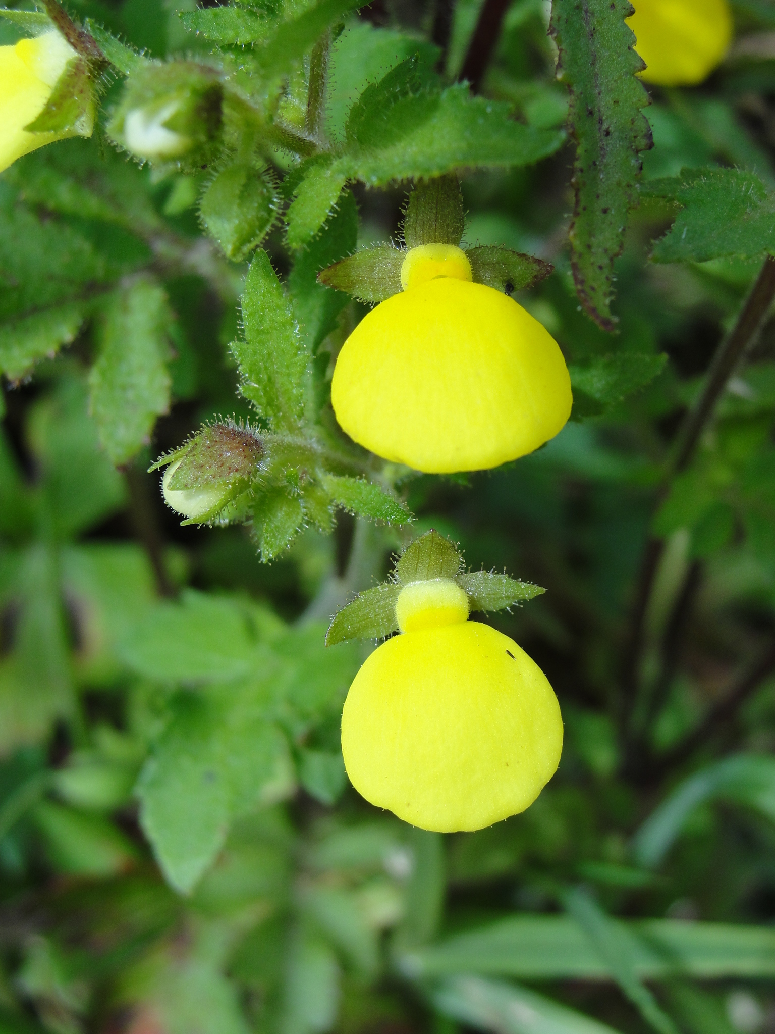 Calceolaria tripartita
