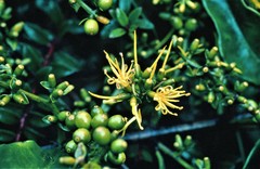 Gaiadendron