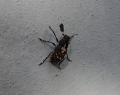 Sphinctotropis paviei