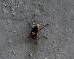 Sphinctotropis paviei