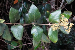 Parsonsia fulva