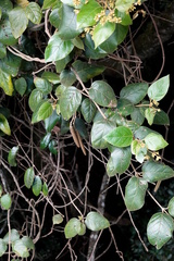 Parsonsia fulva