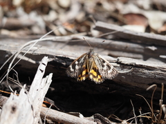 Synemon parthenoides