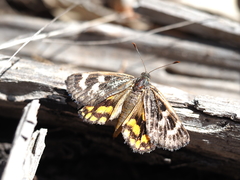 Synemon parthenoides
