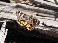 Synemon parthenoides
