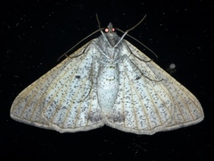Isturgia penthearia