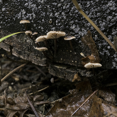 Micromphale arbuticola