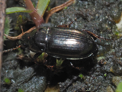 Amara tibialis