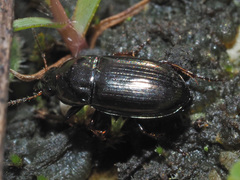 Amara tibialis