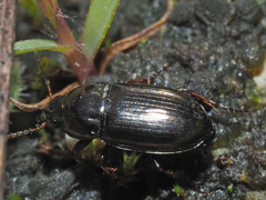 Amara tibialis