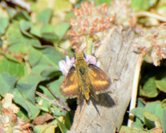 Taractrocera papyria agraulia
