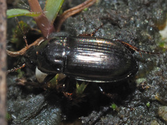 Amara tibialis