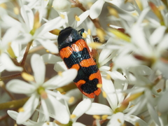 Castiarina crenata