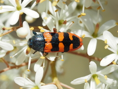 Castiarina crenata