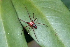 Dimidamus dimidiatus