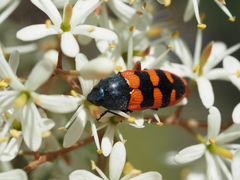 Castiarina crenata