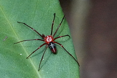Dimidamus dimidiatus