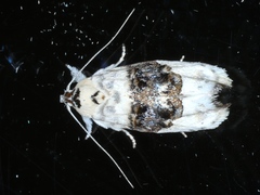 Piloprepes antidoxa