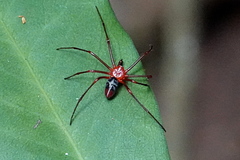 Dimidamus dimidiatus