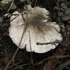 Agaricus buckmacadooi