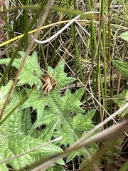 Neosparassus patellatus