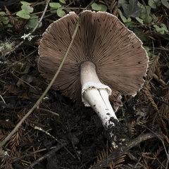 Agaricus buckmacadooi