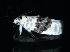 Piloprepes antidoxa