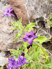 Ruellia californica californica
