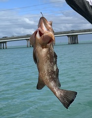 Epinephelus morio