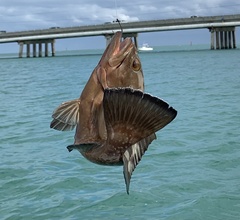 Epinephelus morio