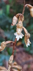 Gastrodia cooperae