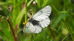 Parnassius stubbendorfii